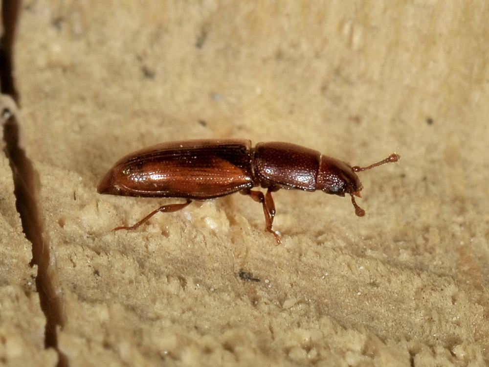 Monotomidae da identificare: Rhizophagus sp.